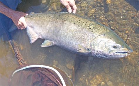 大型魚類|世界一大きい魚・世界一でかい魚｜世界最大級10種の魚たち